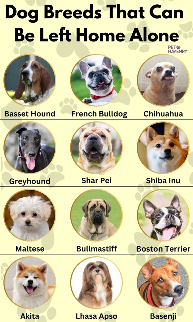 Home Alone Dog Breeds