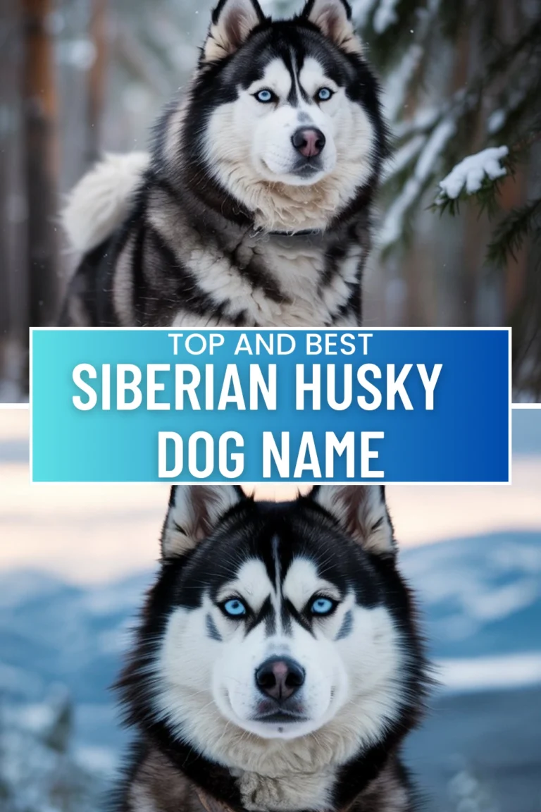 Siberian Husky Dog Names