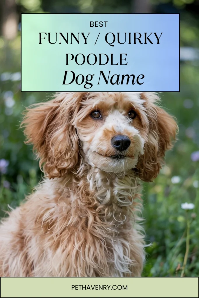 Funny / Quirky Poodle Names