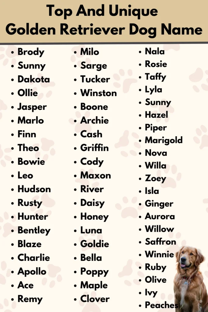Top And Unique
Golden Retriever Dog Name