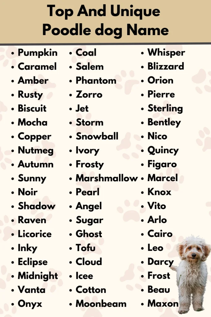 Top And Unique
Poodle dog Name
