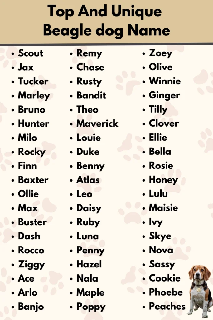 Top And Unique
Beagle dog Name