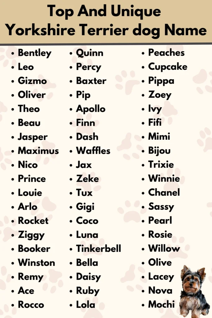 Top And Unique
Yorkshire Terrier dog Name
