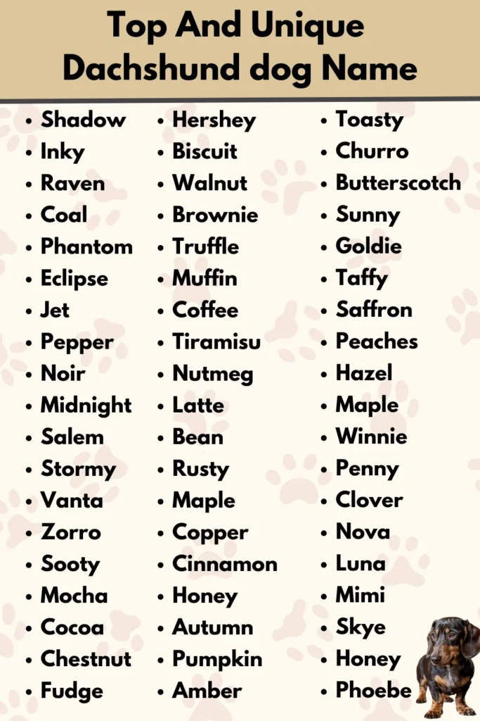 Top And Unique
Dachshund dog Name
