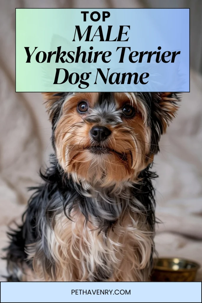 Male Yorkshire Terrier Dog Names