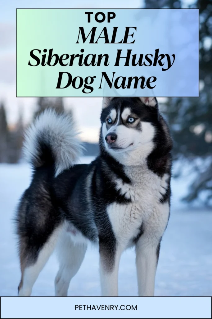 Male Siberian Husky Dog Names