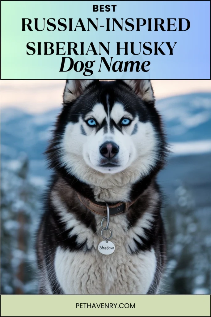 Russian-Inspired Siberian Husky Names