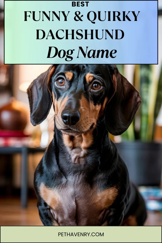 Funny & Quirky Dachshund Names