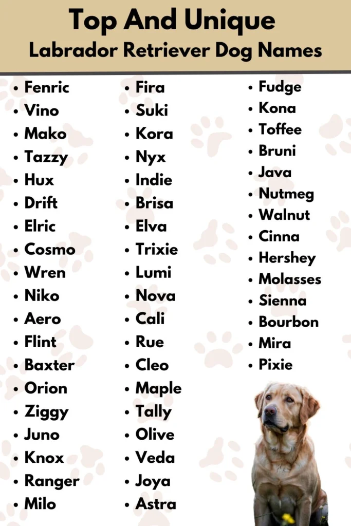 Top And Unique Labrador Retriever Dog Names