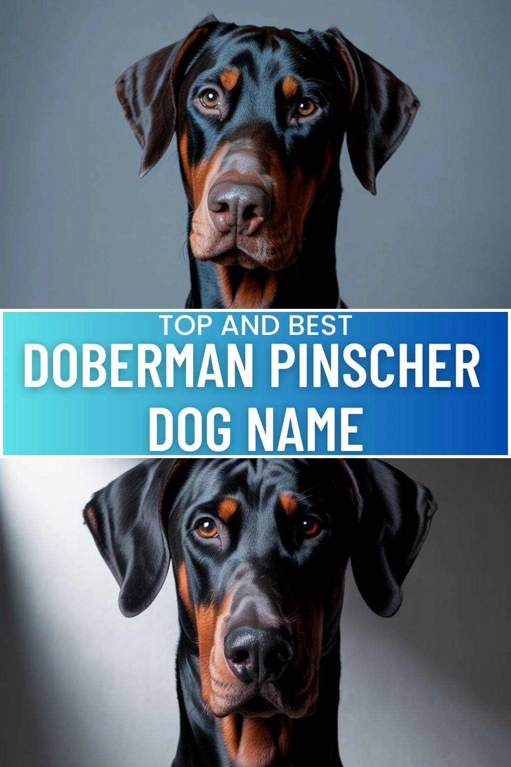 Struggling To Name Your Doberman Pinscher? Try These Strong & Elegant