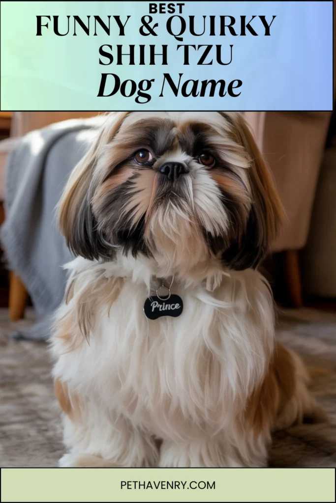 Funny & Quirky Shih Tzu Names