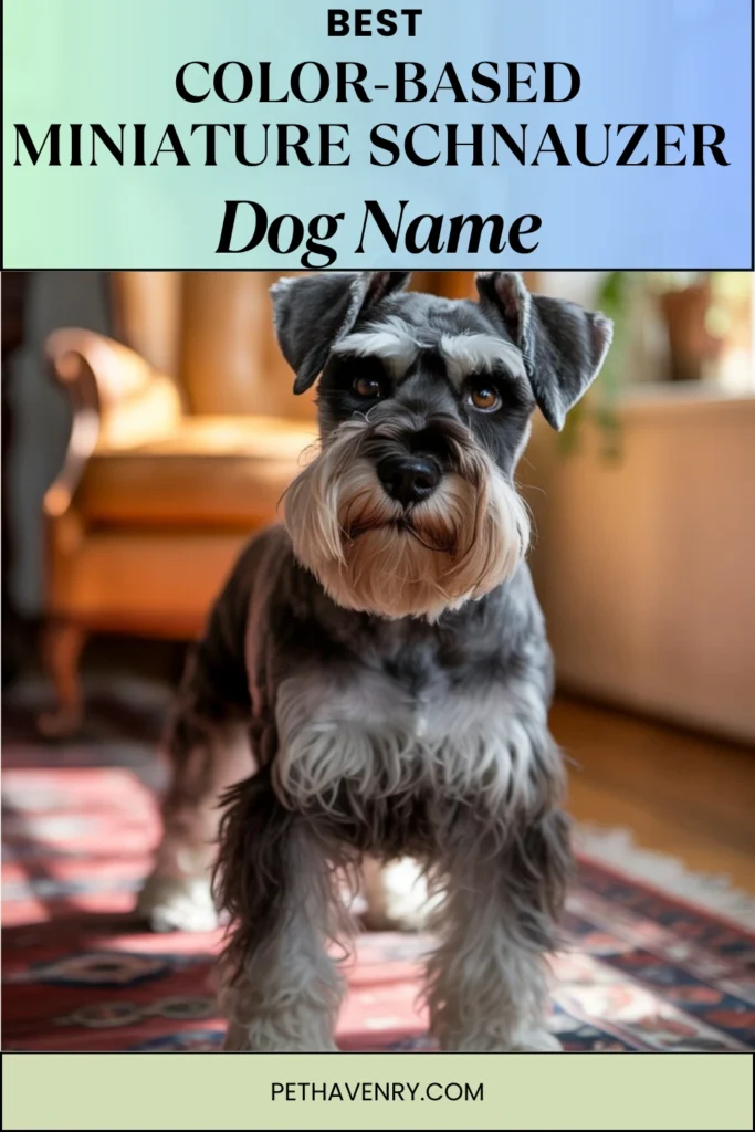 Schnauzer Dog Names by Color