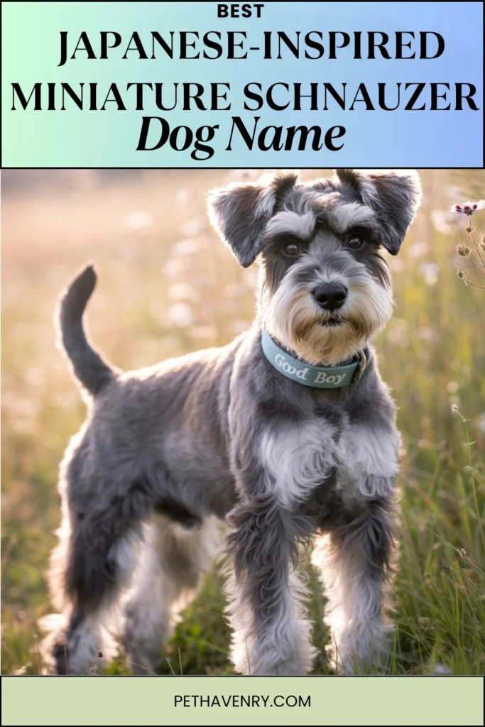Japanese-Inspired Miniature Schnauzer Names