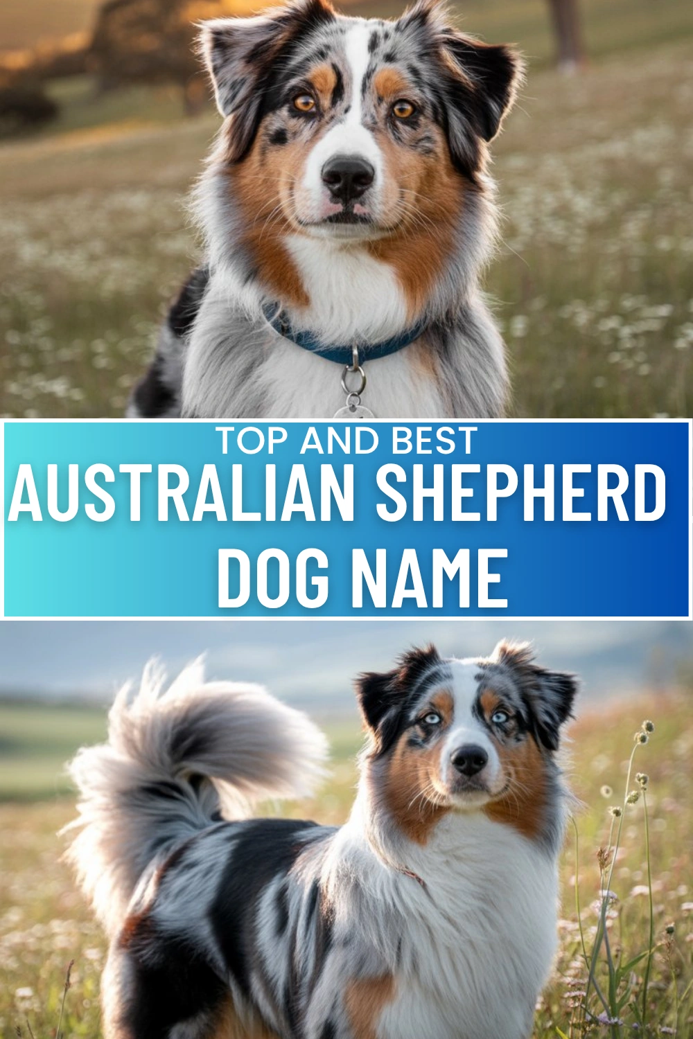 Australian Shepherd Dog Names That Match Their Energy Smarts And Wild