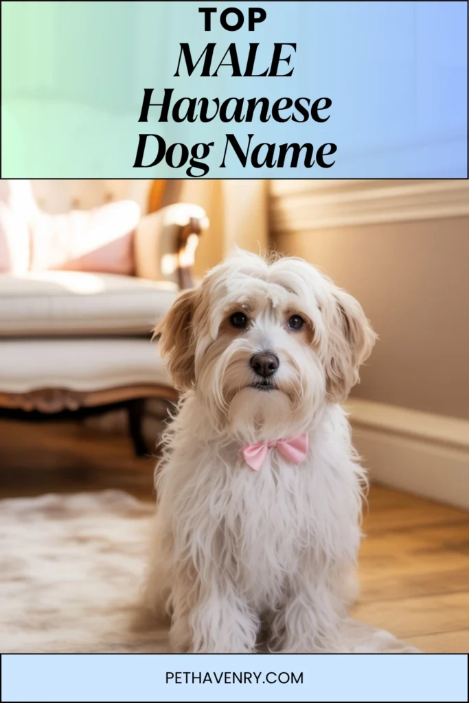 Male Havanese Dog Names