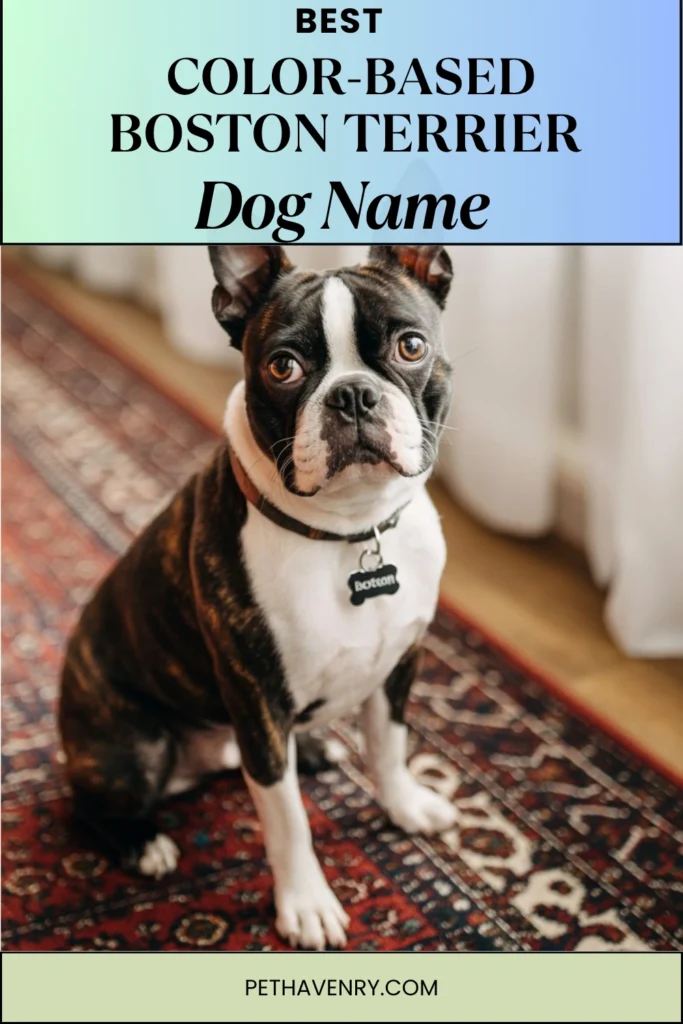 Names Based on Boston Terrier Coat Colors