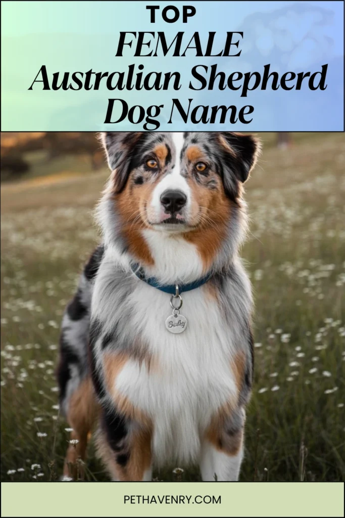 Female Australian Shepherd Dog Names