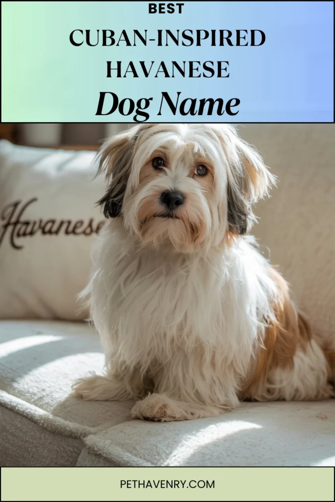 Cuban-Inspired Havanese Names