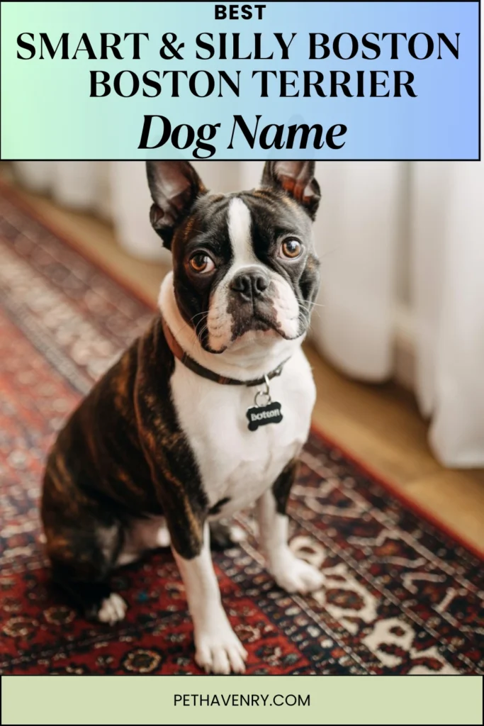 Smart & Silly Boston Names