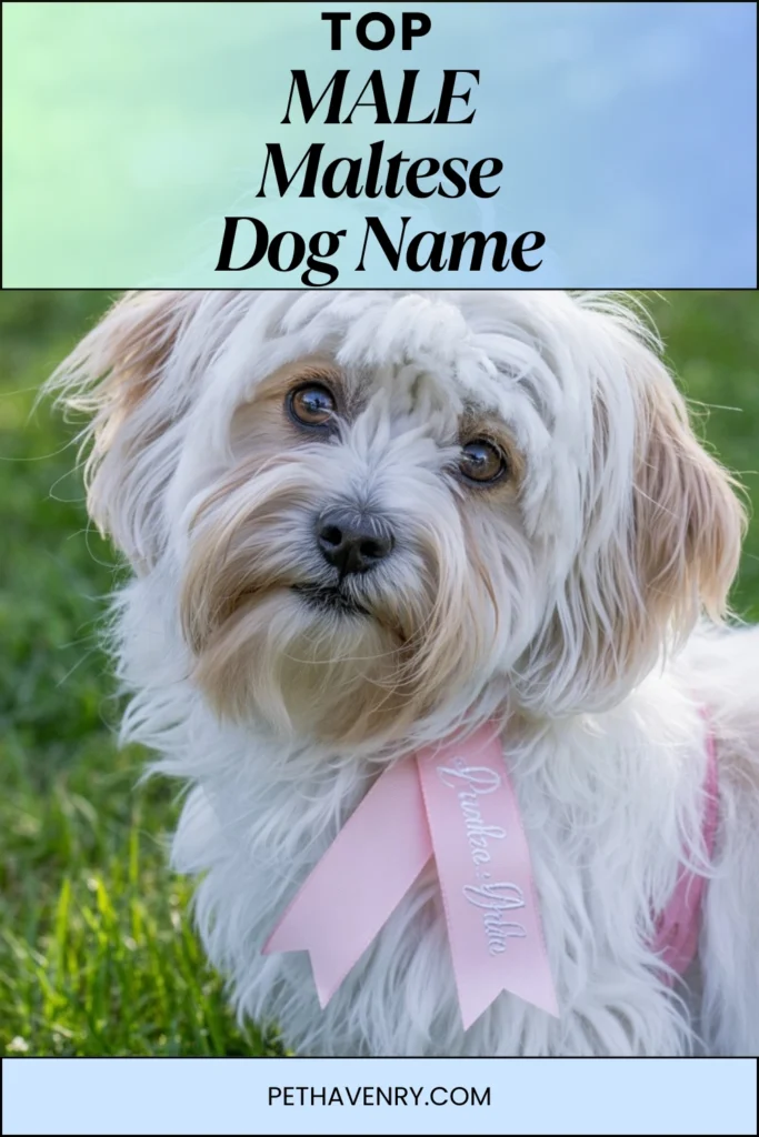 Male Maltese Dog Names