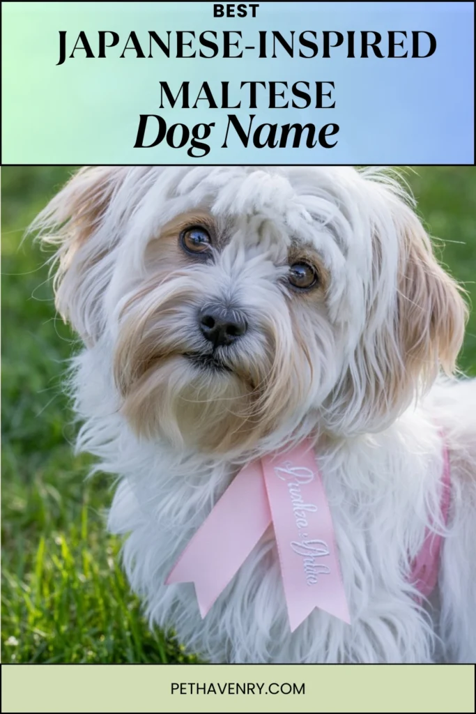 Japanese-Inspired Maltese Names